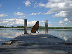 Dog on Dock
