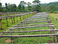 Drying Beds
