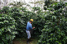 Tending Plants
